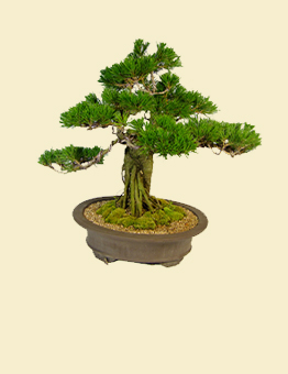 BONSAI