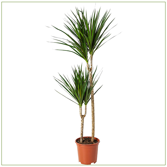 Marginata Dracaena Marginata Plant MEDIUM Size