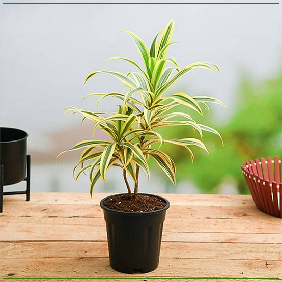 Pleomele Song Of India Golden Plant LARGE