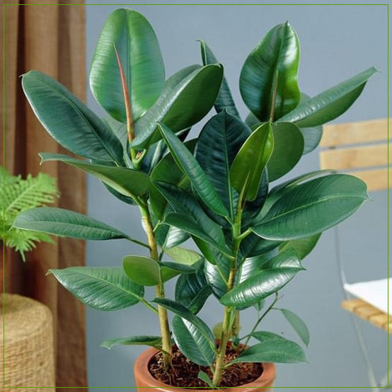 Ficus Elastica Robusta Rubber Plant Green Plant LARGE