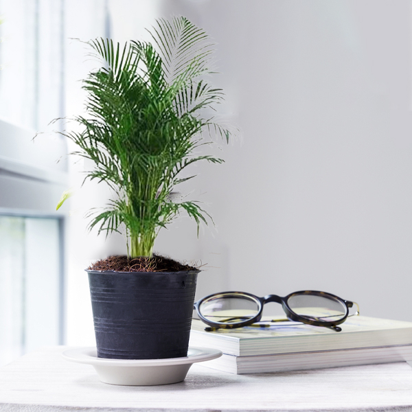 Areca Palm Plant LARGE