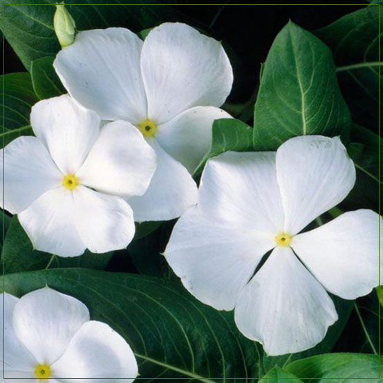 Vinca White Plant SMALL
