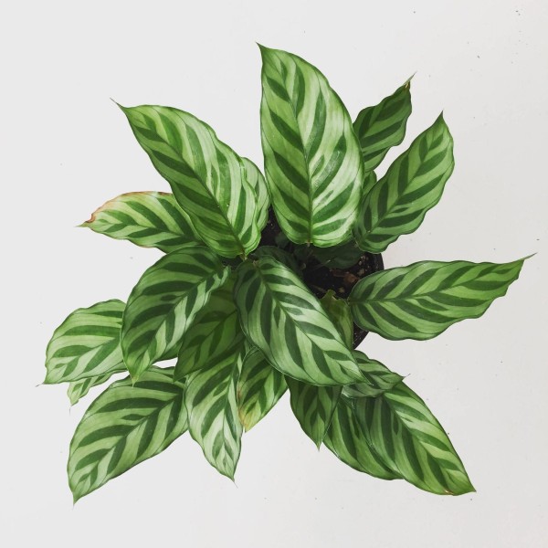 Calathea Concinna Freddie Plant MEDIUM