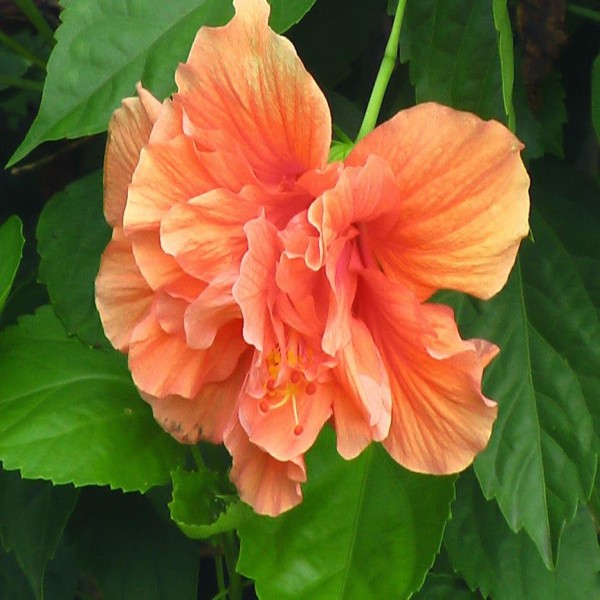 Hibiscus Peach Double Plant LARGE