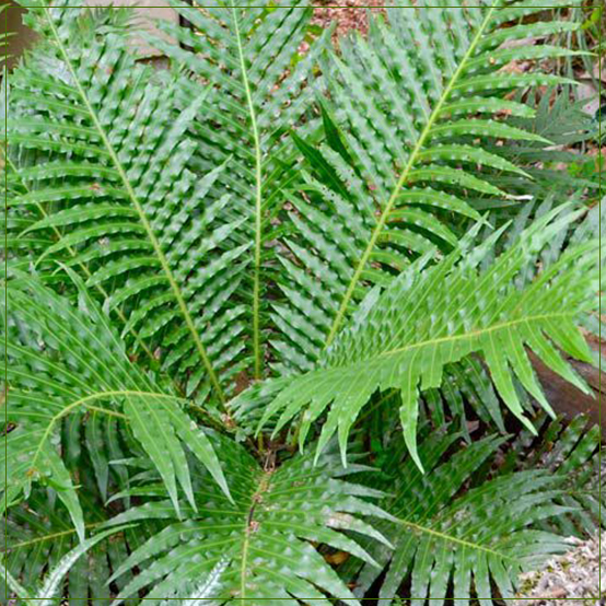 Tree Fern Silver Lady Fern Plant SMALL